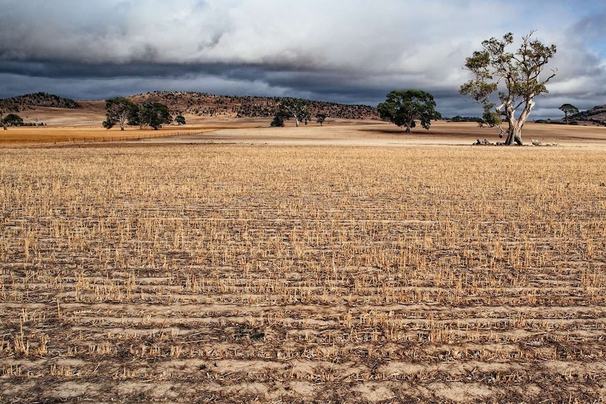 An expanse of dry grass with mountains in the distance and a heavy dark grey sky.