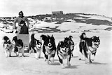 Black and white photo of dogs pulling a sled over ice
