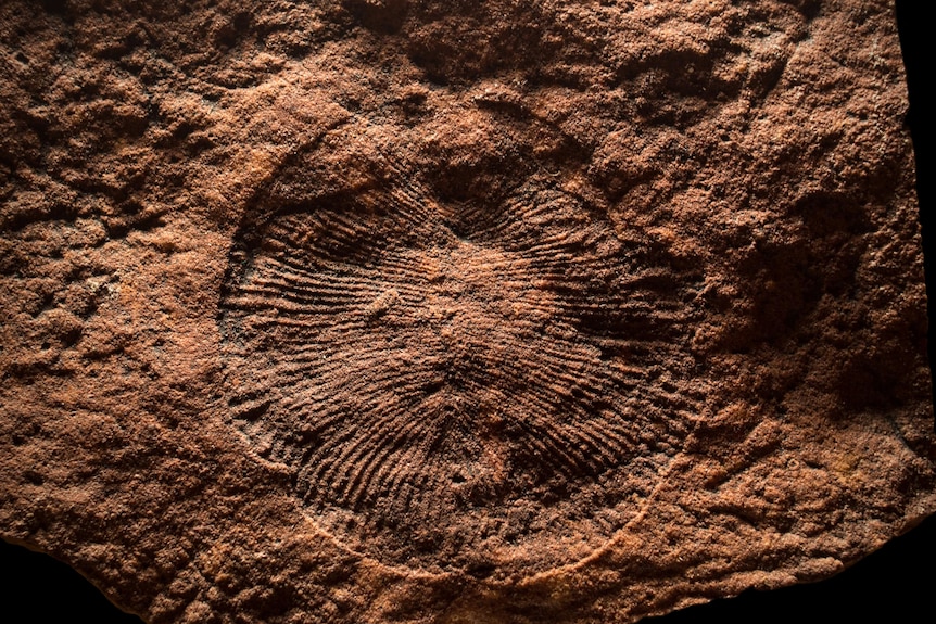 Dickinsonia fossil in red rock