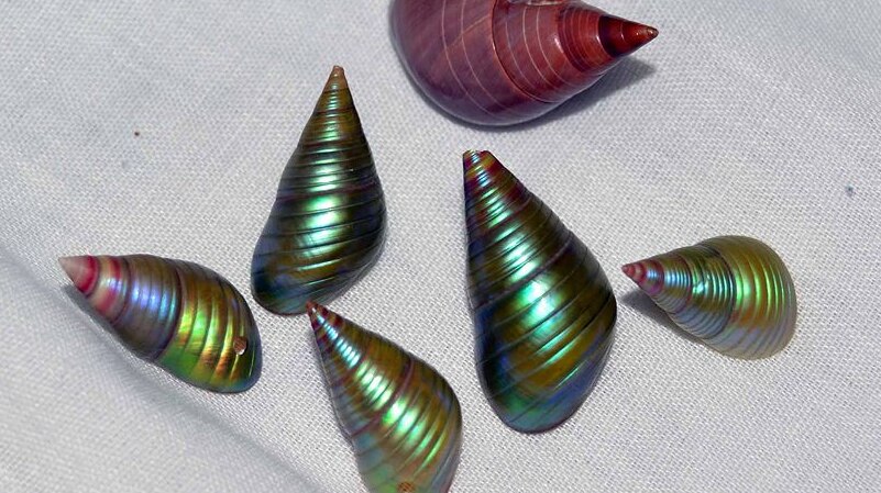 Flinders Island shells