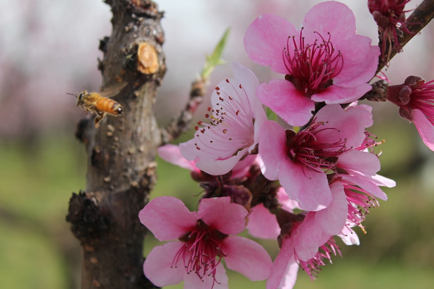 A close up of a honey bee flying past blossoms in an orchard.