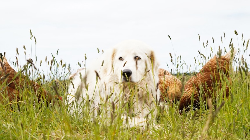 A lying maremma looks out over the paddock while chickens peck at the ground around him.