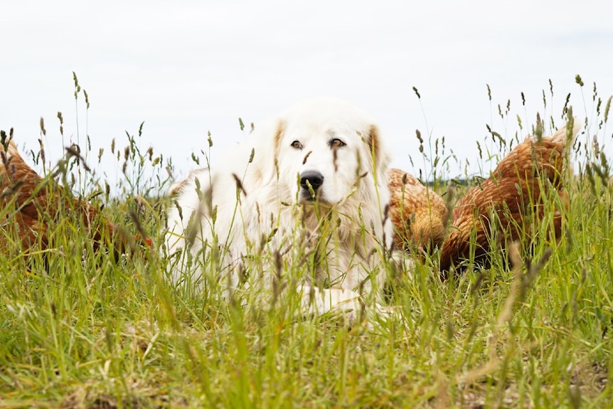 A lying maremma looks out over the paddock while chickens peck at the ground around him.