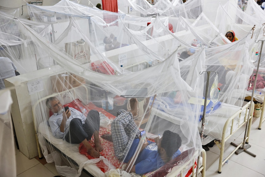 Dengue-infected patients stay under mosquito nets as they receive treatment.