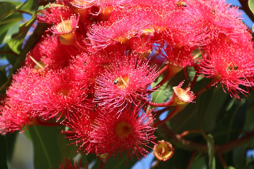 A close up of a red flowering gum
