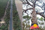 A split image showing an aerial shot of a highway and a tree with an Aboriginal flag wrapped around it.