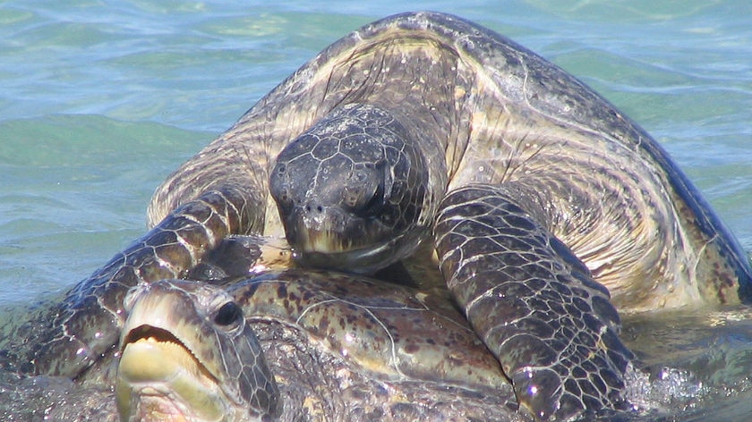 mating turtles in the Pilbara