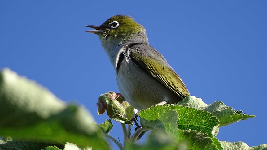 A silvereye bird in an apple orchard