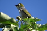 A silvereye bird in an apple orchard