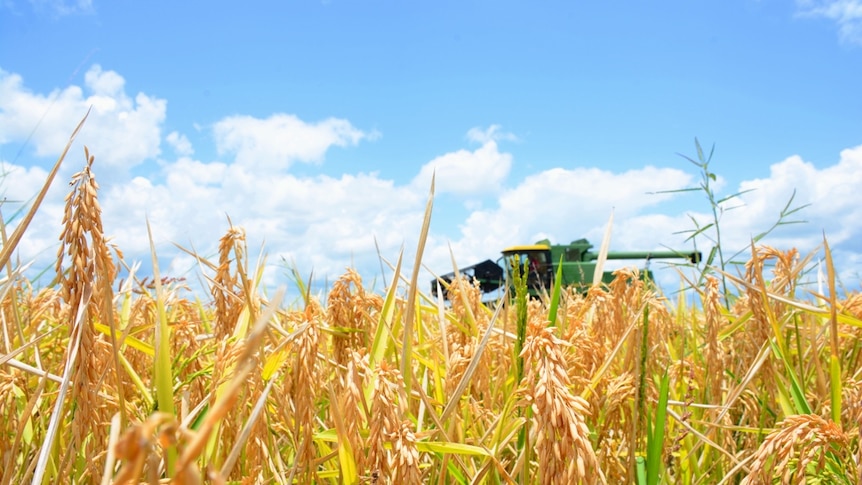 This rice crop on a sugar cane farm near Mackay is about to be harvested. The crop was planted by agronomy business Farmacist.