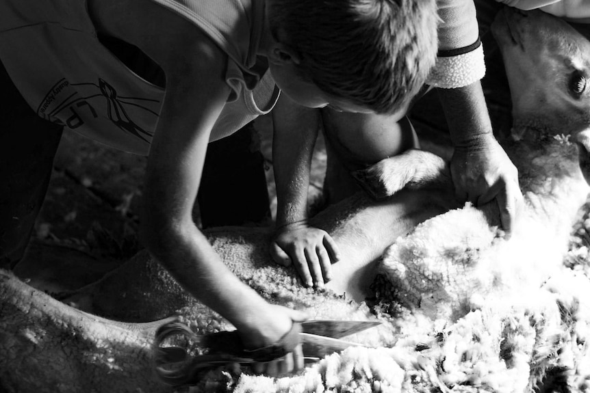 A black and white photo of eight-year-old Charlie Dunn blade-shearing a sheep.