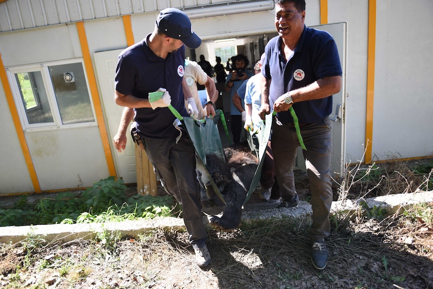 A team of rescue workers carry injured animals trapped in a building out on a stretcher.