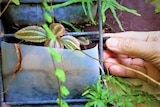 A close up of the bottom half of a plastic milk bottle wedged into a wire frame. A hand is holding a 4mm irrigation pipe.