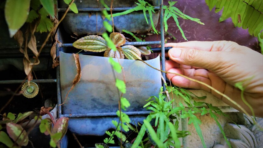 A close up of the bottom half of a plastic milk bottle wedged into a wire frame. A hand is holding a 4mm irrigation pipe.
