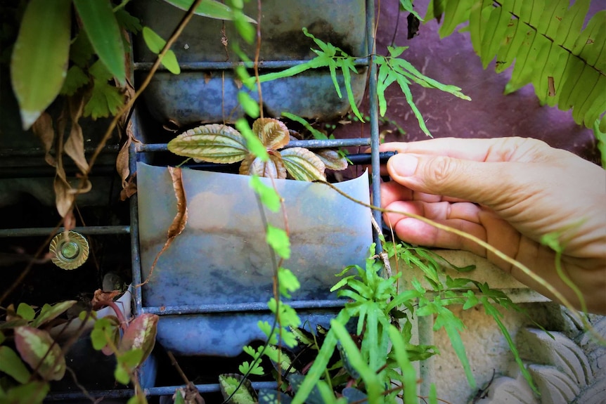 A close up of the bottom half of a plastic milk bottle wedged into a wire frame. A hand is holding a 4mm irrigation pipe.