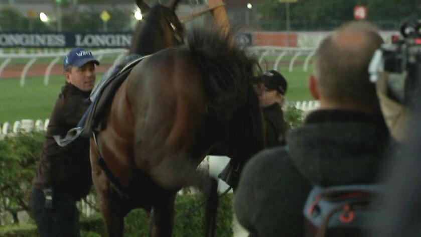 The champion mare kicked out after reacting to the clicking of the photos and cameras