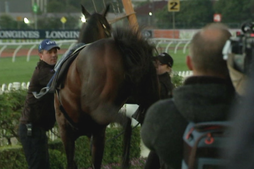 The champion mare kicked out after reacting to the clicking of the photos and cameras