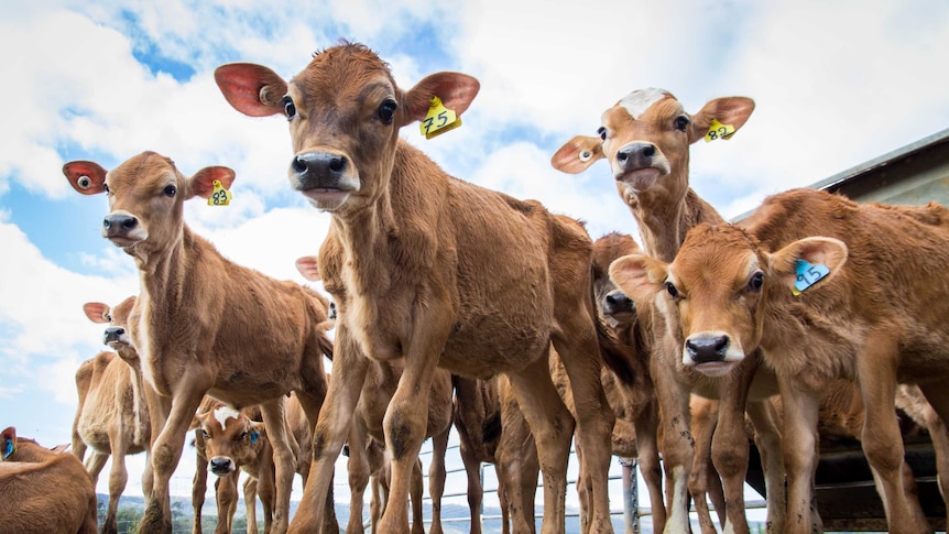 Jersey calves stand in a yard.
