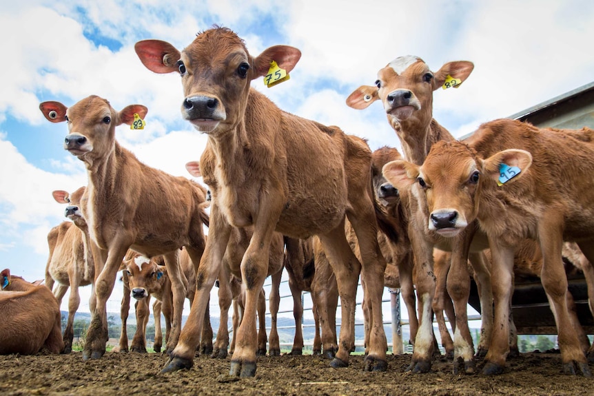 Jersey calves stand in a yard.