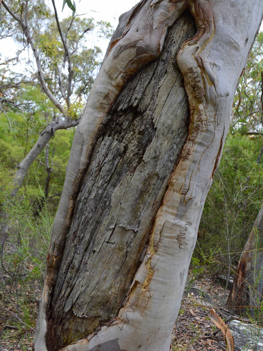 Aboriginal scarred tree