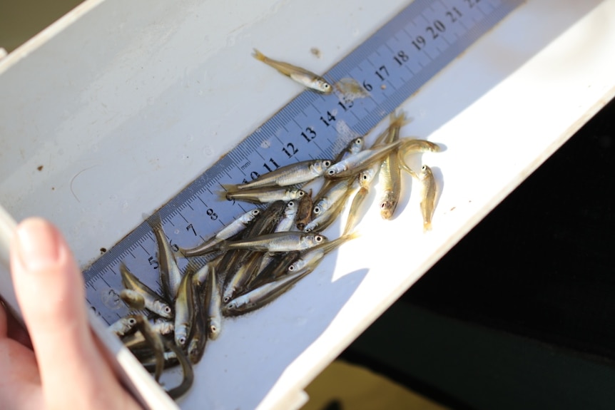 A number of small fish sitting in a tube with a steel ruler inside. 