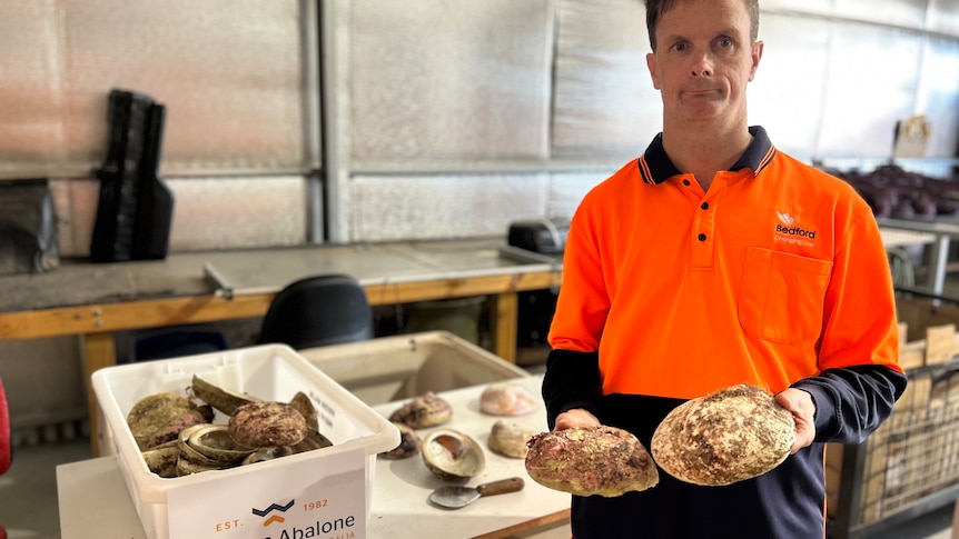 A man with an orange high visibility shirt on holds abalone shells 