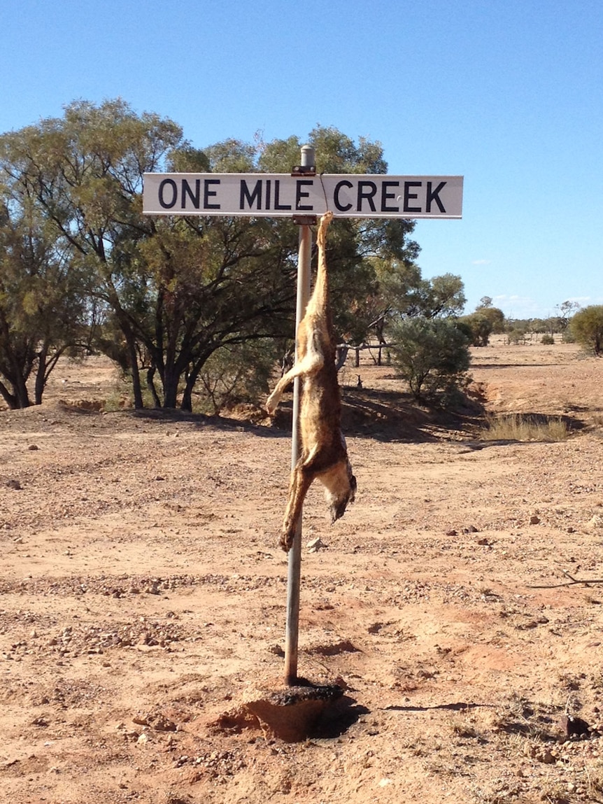 Wild dog carcase hangs from outback sign near Winton.