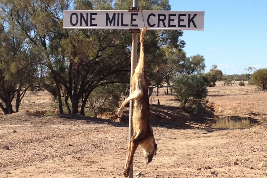 Wild dog carcass hangs from an outback sign near Winton.