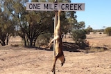 Wild dog carcase hangs from outback sign near Winton.
