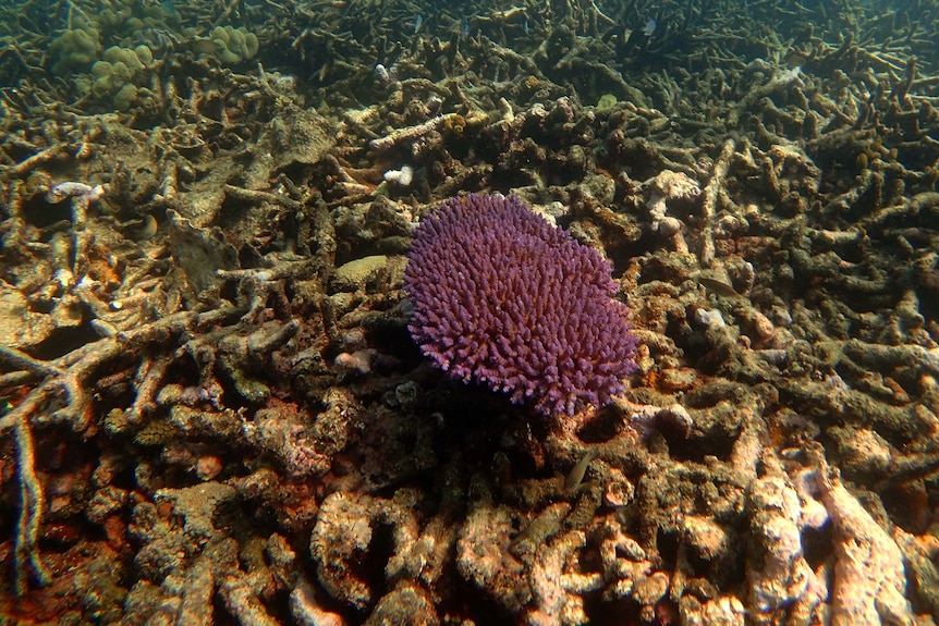 Bright pink Acrapora tenuis coral surrounded by beached coral.