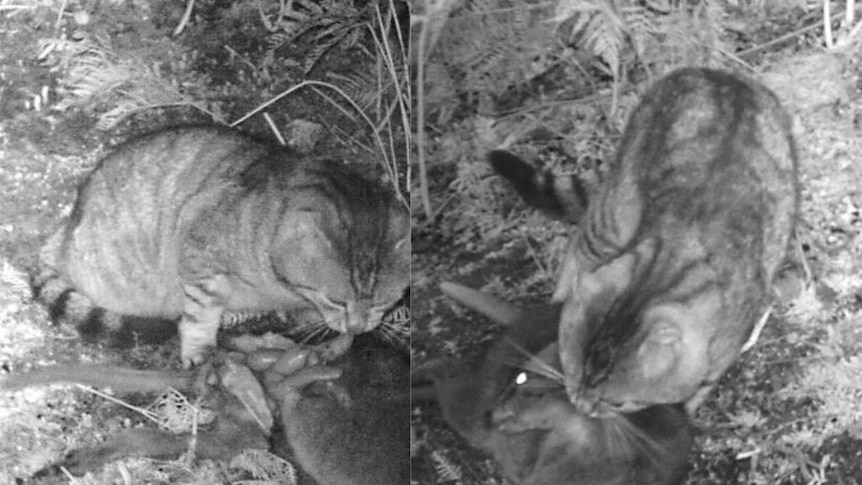 Scientists catch a feral cat killing a large mammal on camera 'for