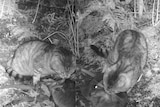 Feral cat attacks 4kg pademelon