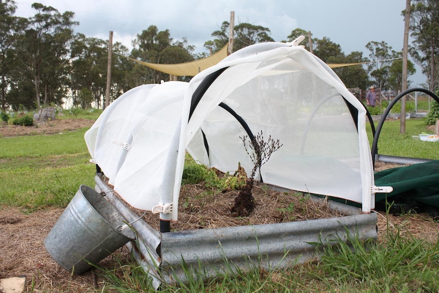 Garden bed covered with shade cloth.