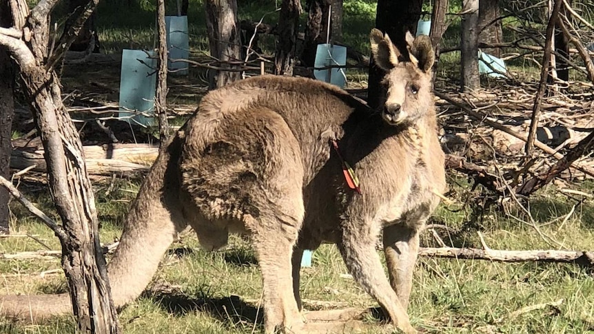 A kangaroo pictured with a crossbow arrow in its side