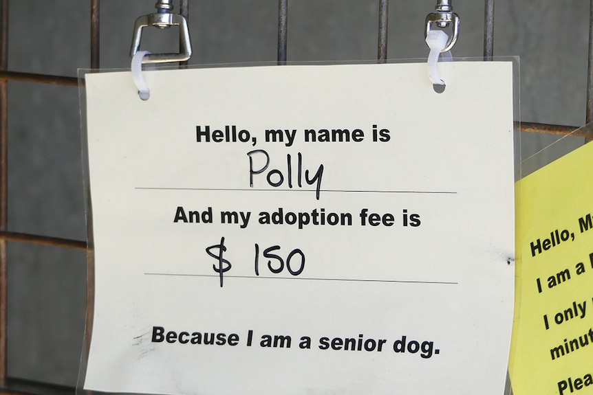 A notice displays a dog for adoption