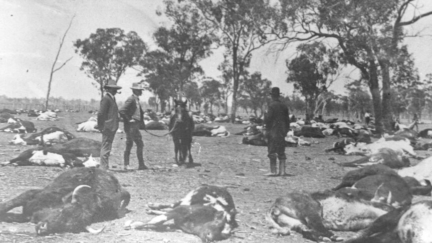 black and white three men in top hats surrounded by dead cattle