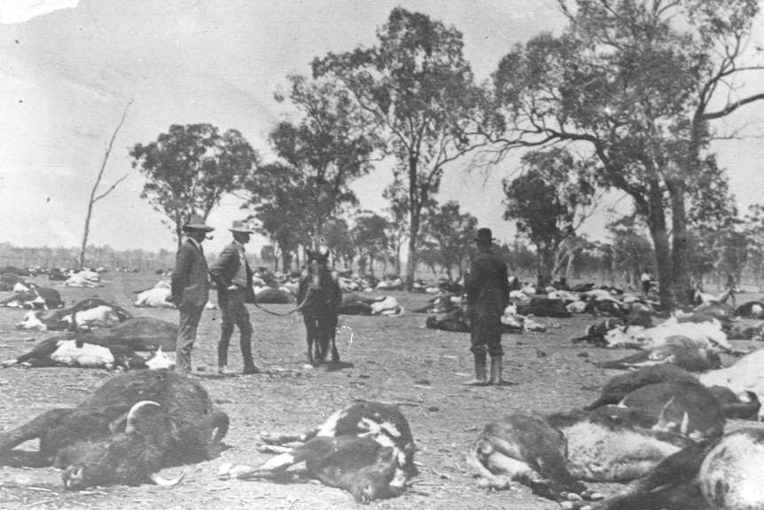 black and white three men in top hats surrounded by dead cattle