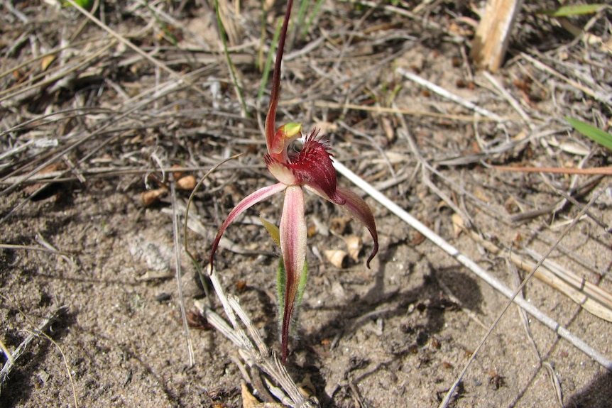 A red flower in scrub and dirt