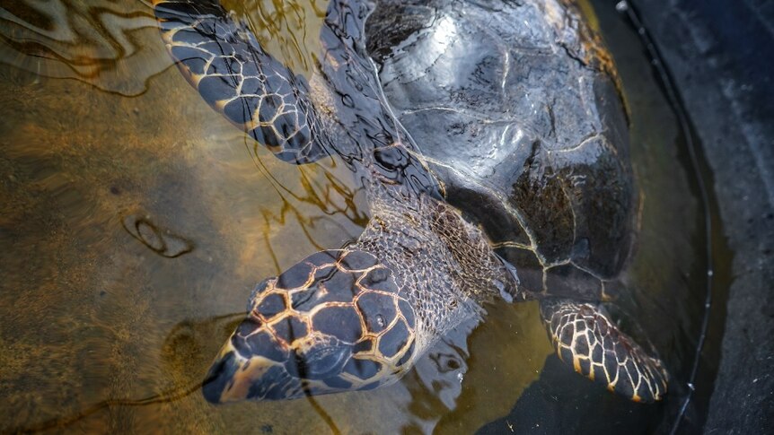 A large turtle in a shallow pool