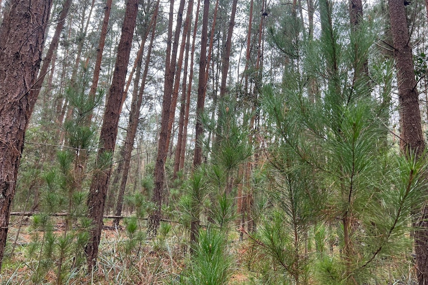 Tall and skinny pine trees in a forest under a cloudy sky.