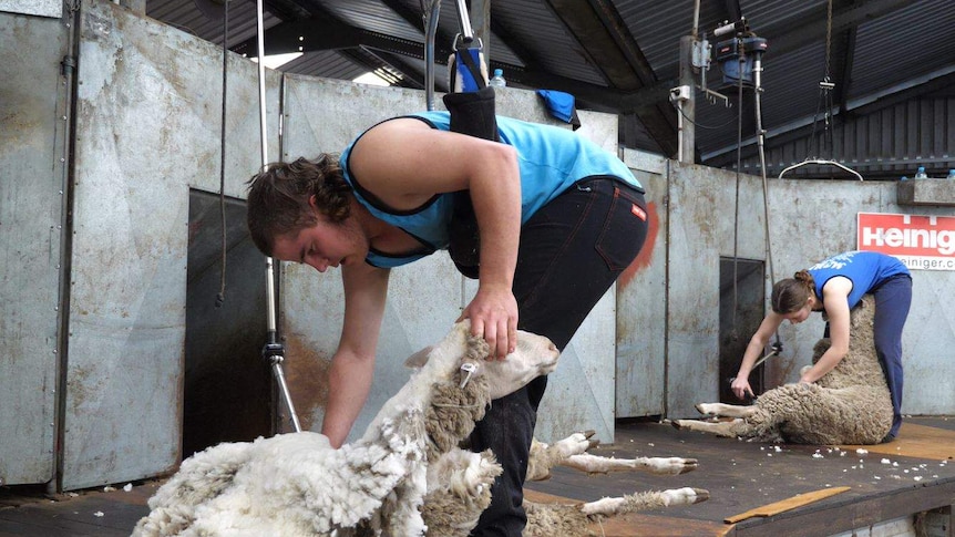 Two young men in a woolshed shearing sheep.