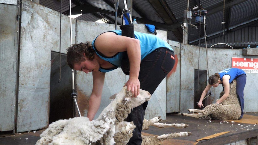 Young people at work in a shearing shed.