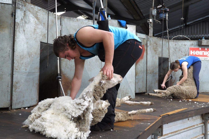 Two young shearers at work.