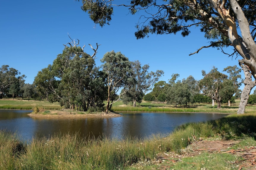 A dam surrounded by grass and trees