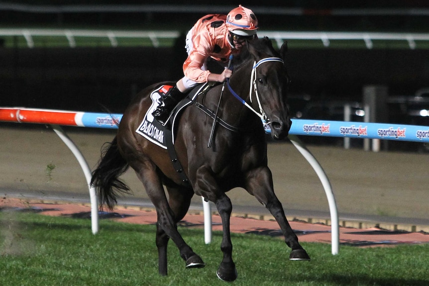 Black Caviar storms to Moonee Valley win