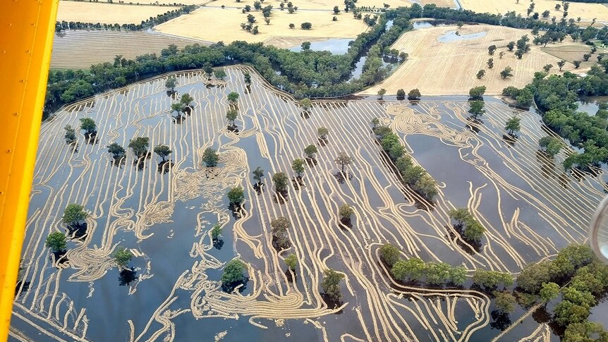 Flooding has caused extensive damage to crops across the region. (Supplied: Tomlinson Ag Services)