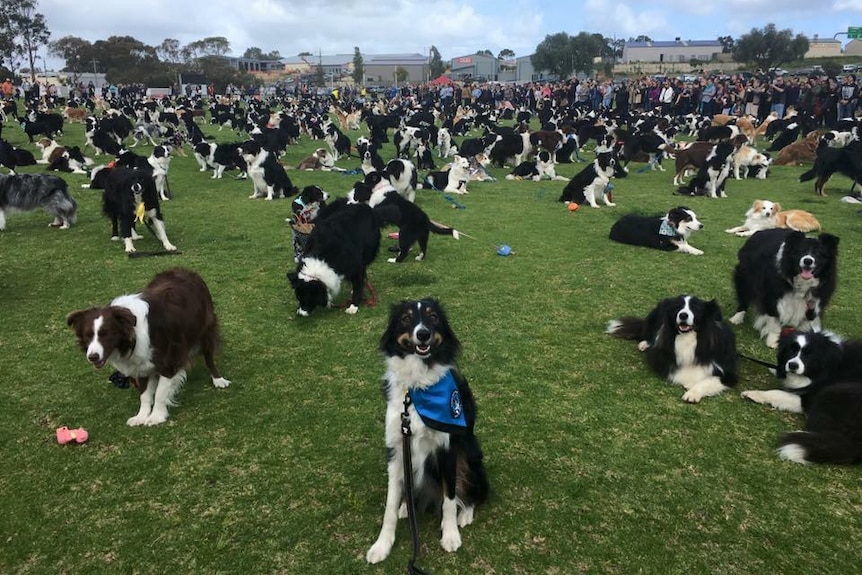 Dozens of border collies on a football oval.