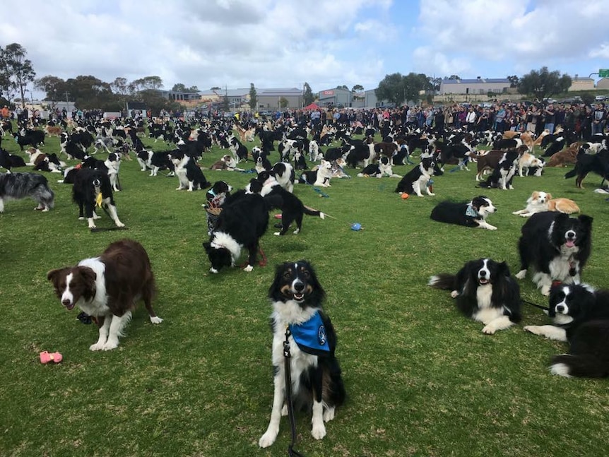 Dozens of border collies on a football oval.