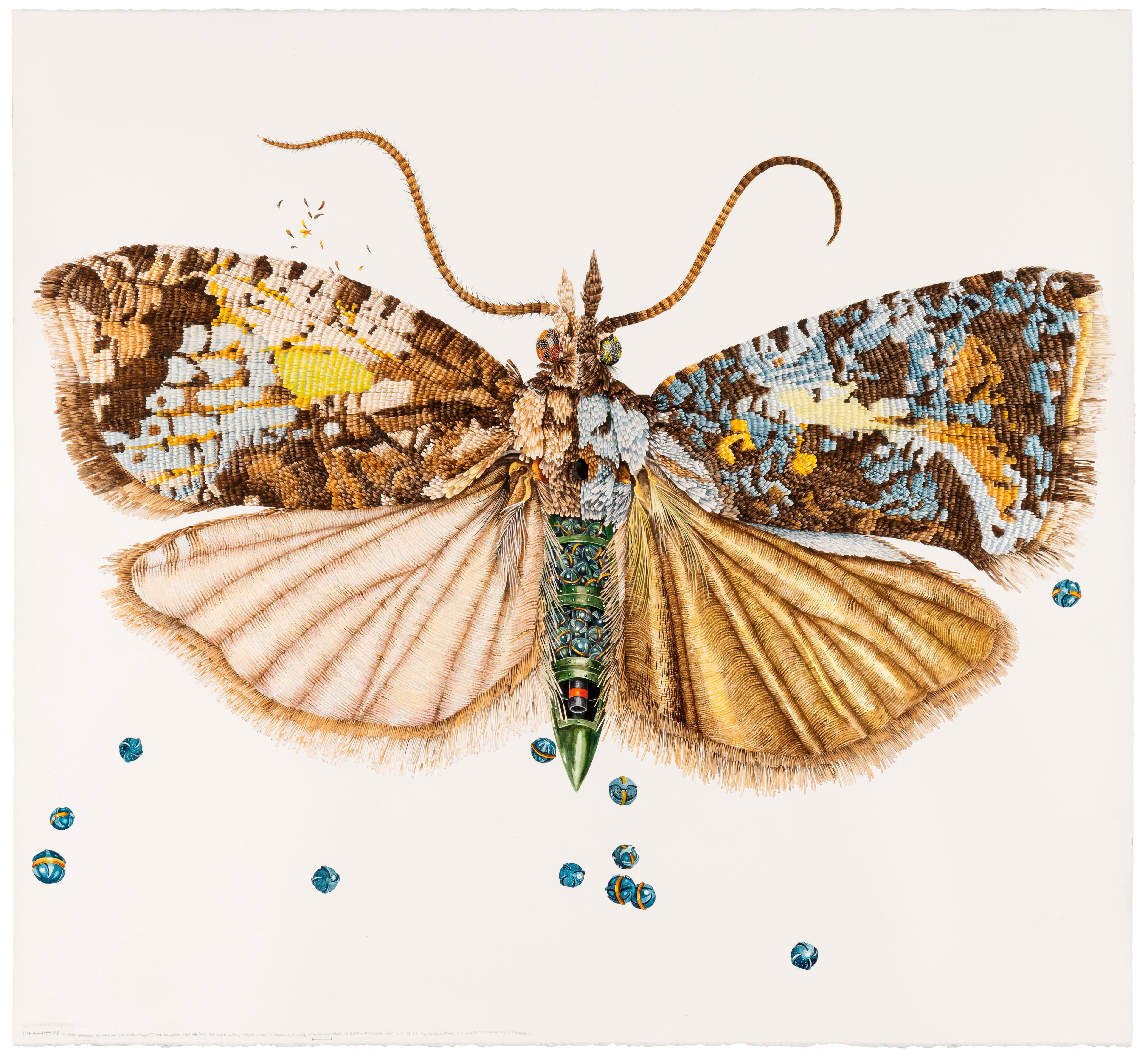 A fine art watercolour of a moth, with embroidery-like detail. The body of the moth resembles a bullet or a bomb.
