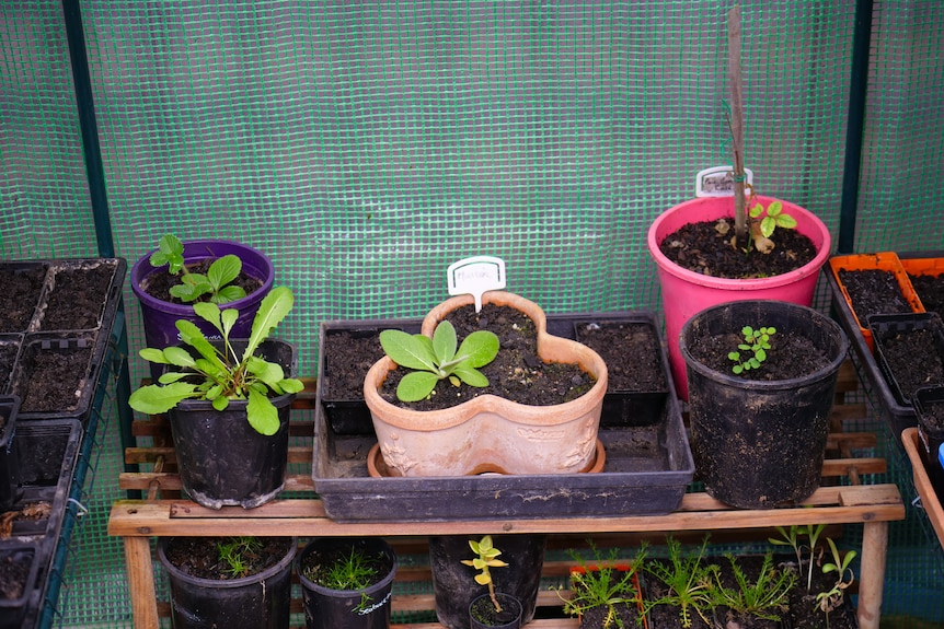 Plants lined up in a tray.